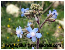 spring in cyprus - blue alkanet flower