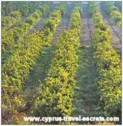 best cyprus wine 