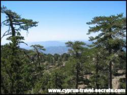 Cyprus pine forest