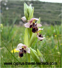 wild orchids in cyprus