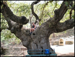 cyprus oak