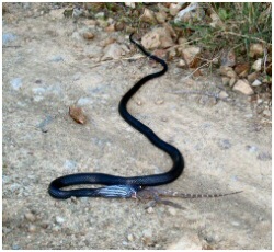 cyprus snakes