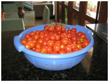 cherry tomatoes cyprus
