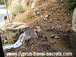 cyprus mountain stream