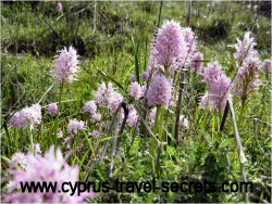 cyprus orchids