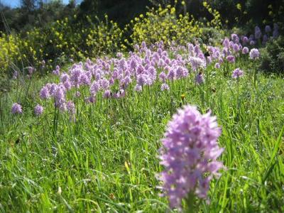 Wild orchids in Western Cyprus