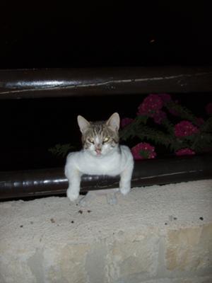 A chilled Cyprus cat at the Melitzia Tavern in Tala!