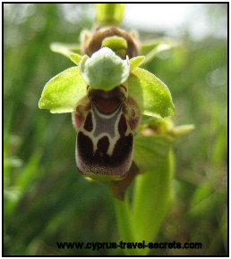 Cyprus bee orchid picture