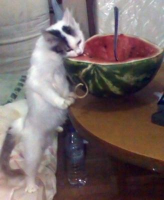 You can tell me watermelon is not cat food but he loves it.