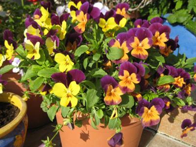 Yellow/purple and orange violas