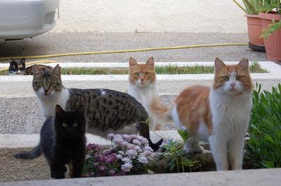 Stray cats picture -  waiting for breakfast in Cyprus