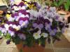 White/purple/lilac and yellow violas