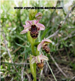 Ophrys umbilicata orchid picture