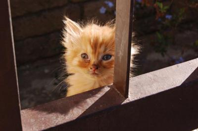 Cute kitten picture - Just too young to survive!
