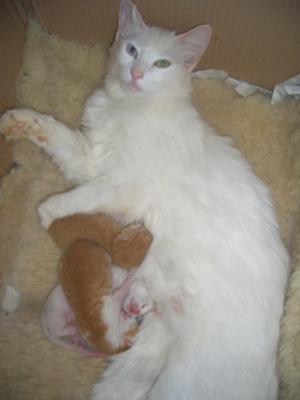 Louis, Bruno and Vanilla 5 days old with their mummy Chanel