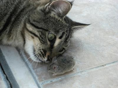 Bengie the cat and the mouse