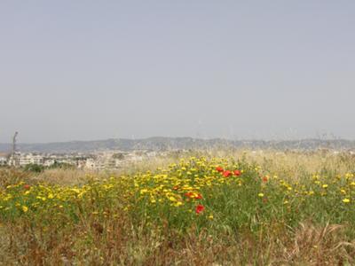 Poppies and yellow flowers in Cyprus