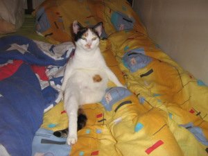 Skipper the cat picture