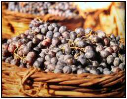 Cyprus grapes