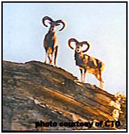 Cyprus mouflon