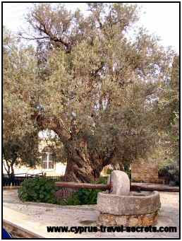 Ancient olive press Ancient olive press