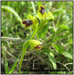 Ophrys lutea bee orchid picture