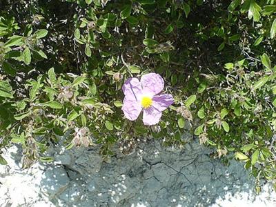 cistus picture also known as rock rose in Cyprus