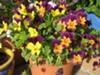 Yellow/purple and orange violas