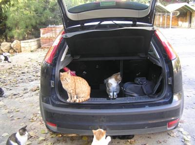 cat picture in car boot